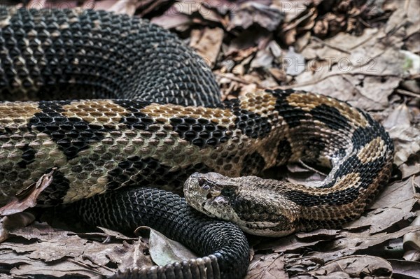 Timber rattlesnake