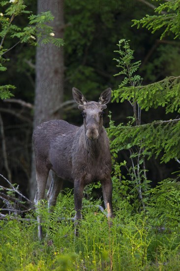 Moose