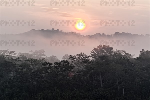 Morning mist over the jungle