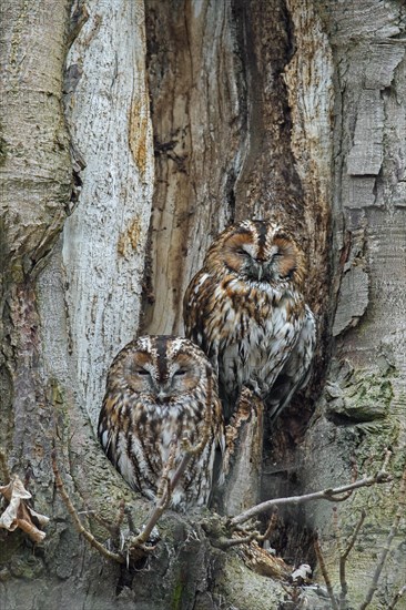 Tawny owl
