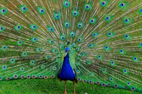 Indian peafowl