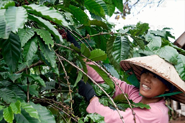 Woman harvesting coffee