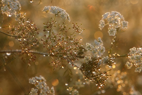 Common hogweed