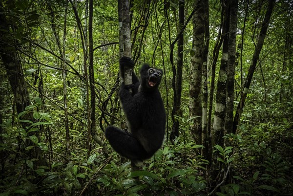Indri