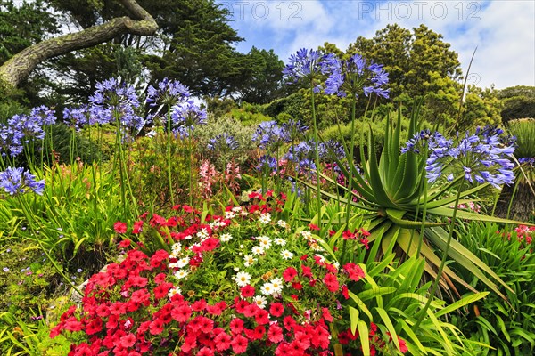 Flowering plants