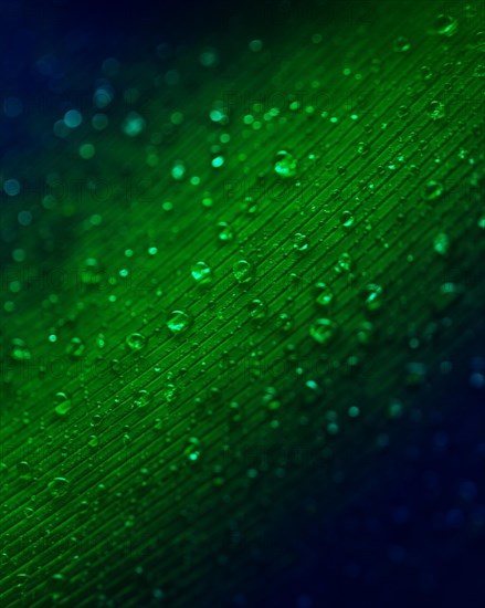 Translucent water droplets green surface background