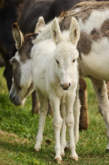 Donkey