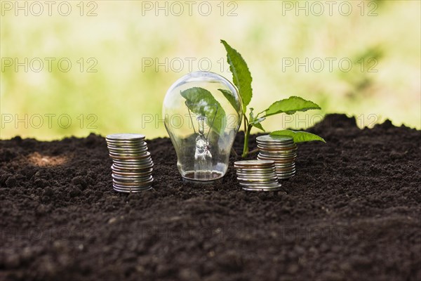 Small tree with saving coins beside