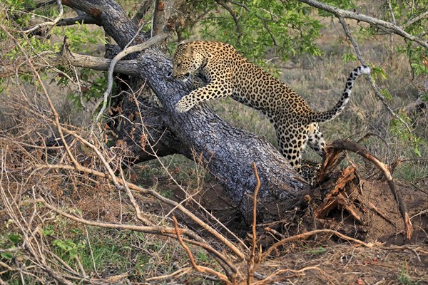 Leopard