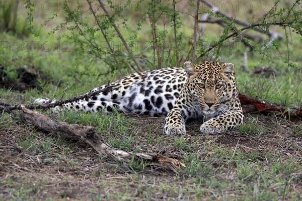 Leopard