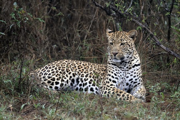 Leopard