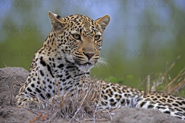 Leopard