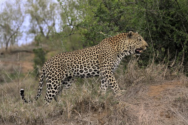 Leopard