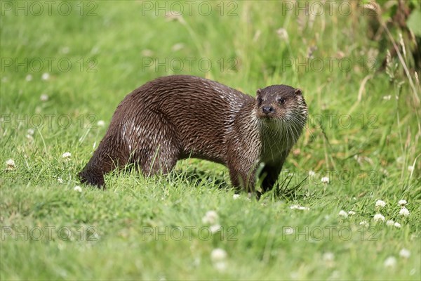 European otter