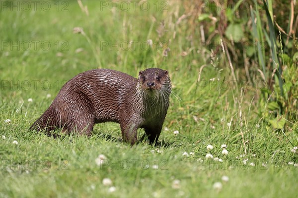 European otter