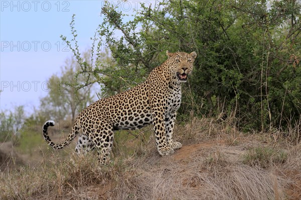 Leopard