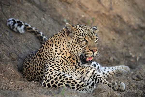 Leopard