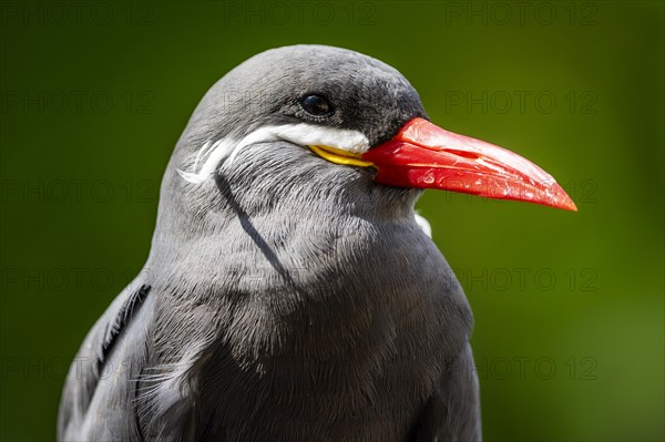 Inca Tern