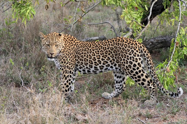Leopard