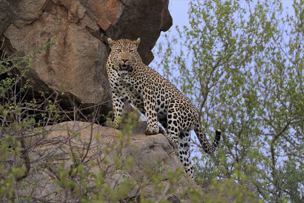 Leopard