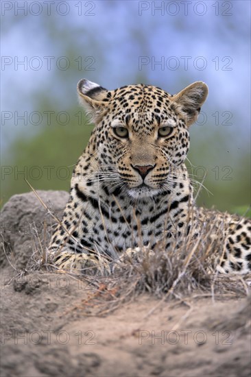 Leopard