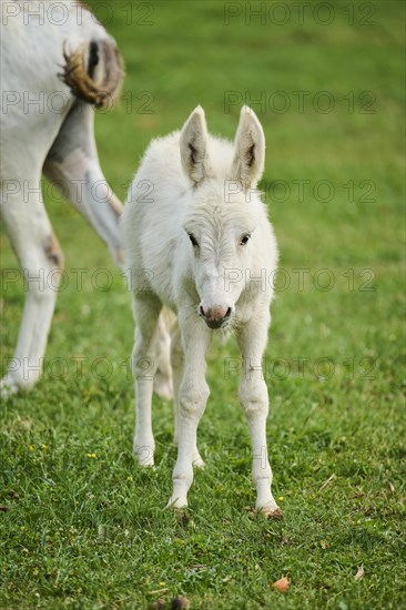Donkey