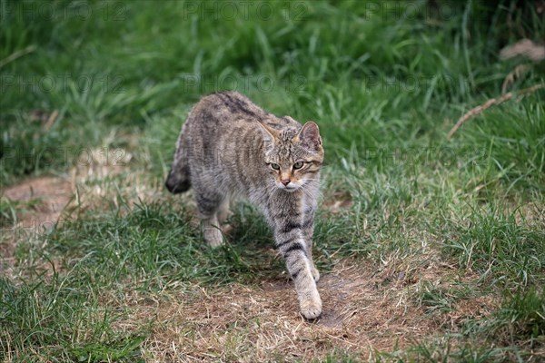 European wildcat