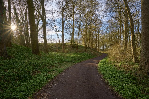 Forest path