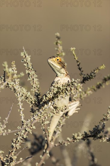 Ground Agama