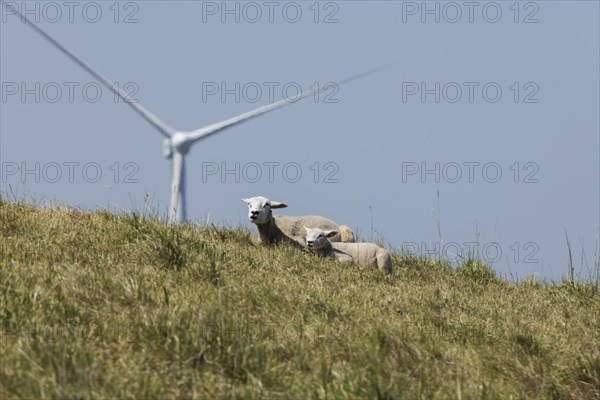 2 sheep