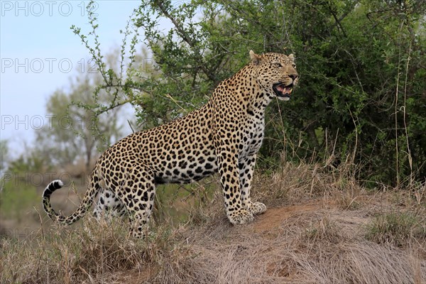Leopard