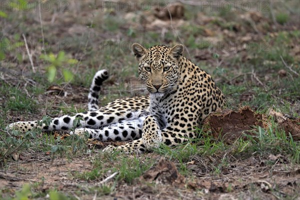 Leopard