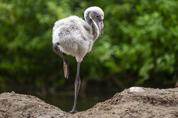 American flamingo