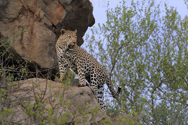 Leopard