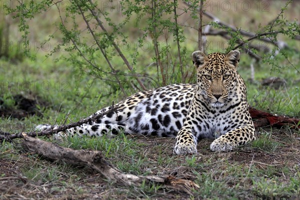 Leopard