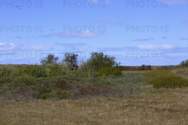 In the dunes of the island of Minsener Oog