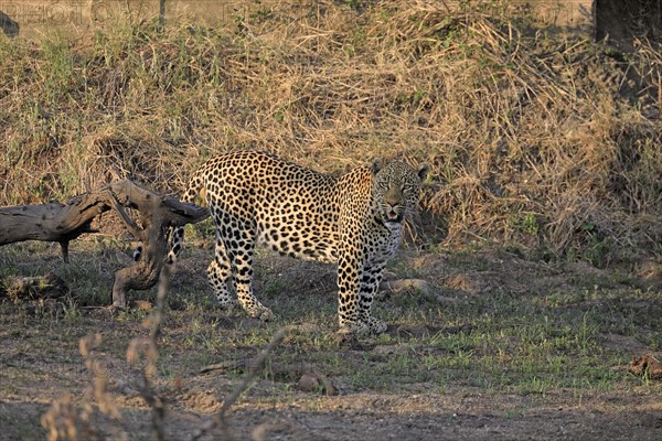 Leopard