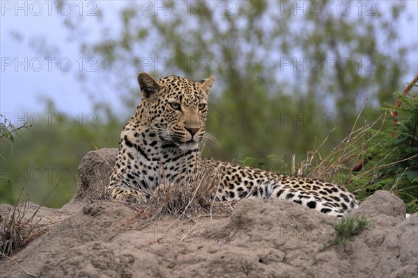 Leopard