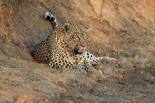 Leopard