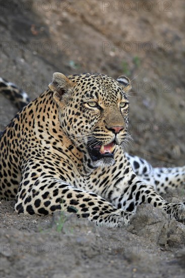 Leopard