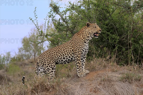 Leopard