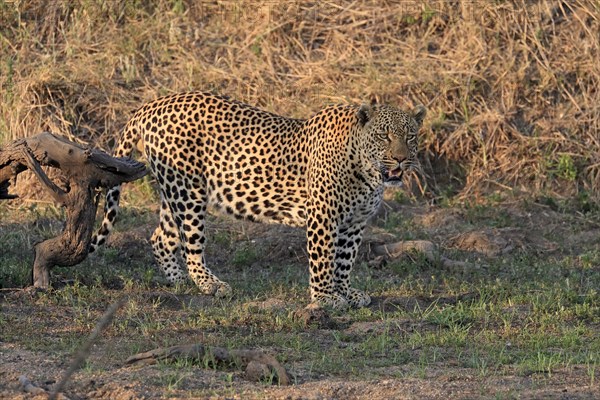 Leopard
