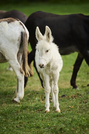 Donkey