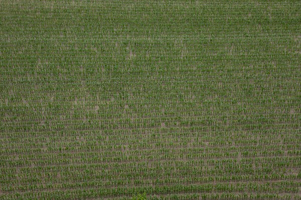 Cornfield