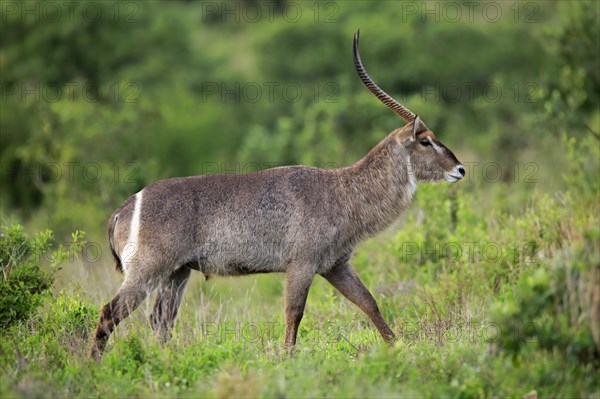 Ellipsen waterbuck