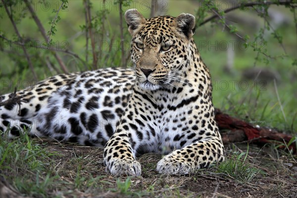 Leopard