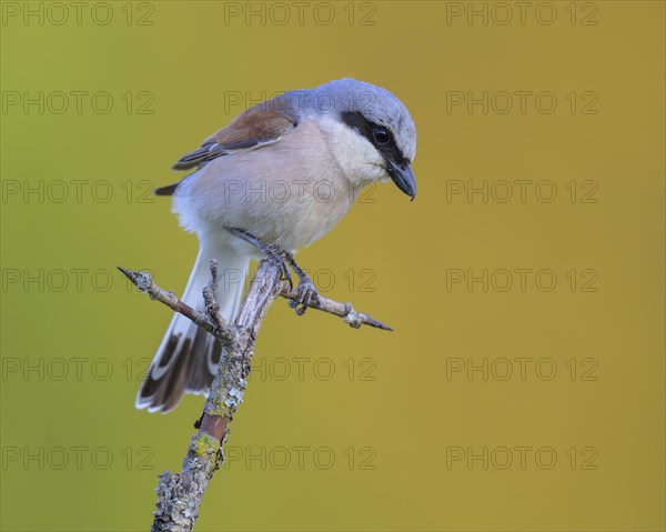 Red-backed Shrike