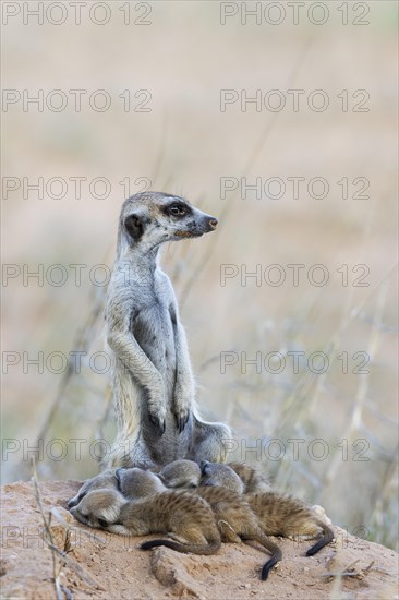 Suricate
