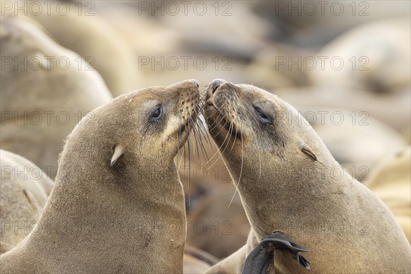 Cape Fur Seal