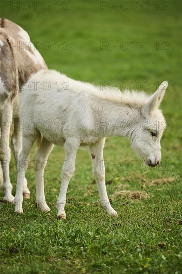 Donkey